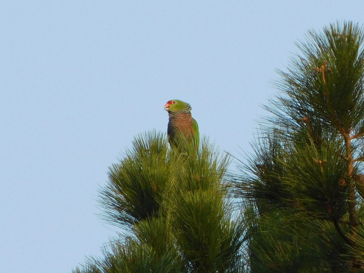 ブドウイロボウシインコ - ML622786886