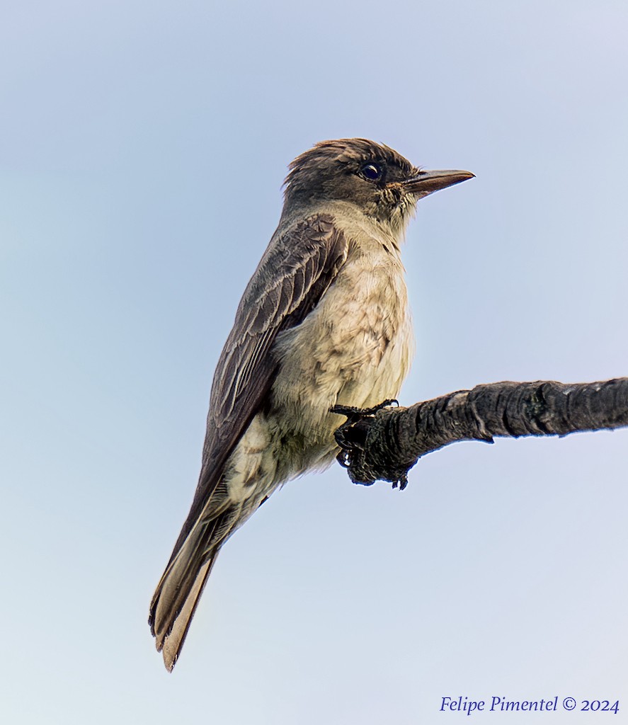 Olive-sided Flycatcher - ML622786903