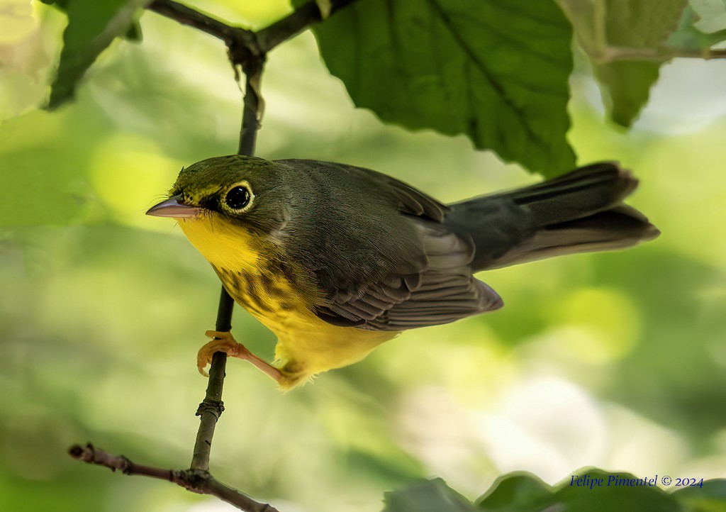 Canada Warbler - ML622786913