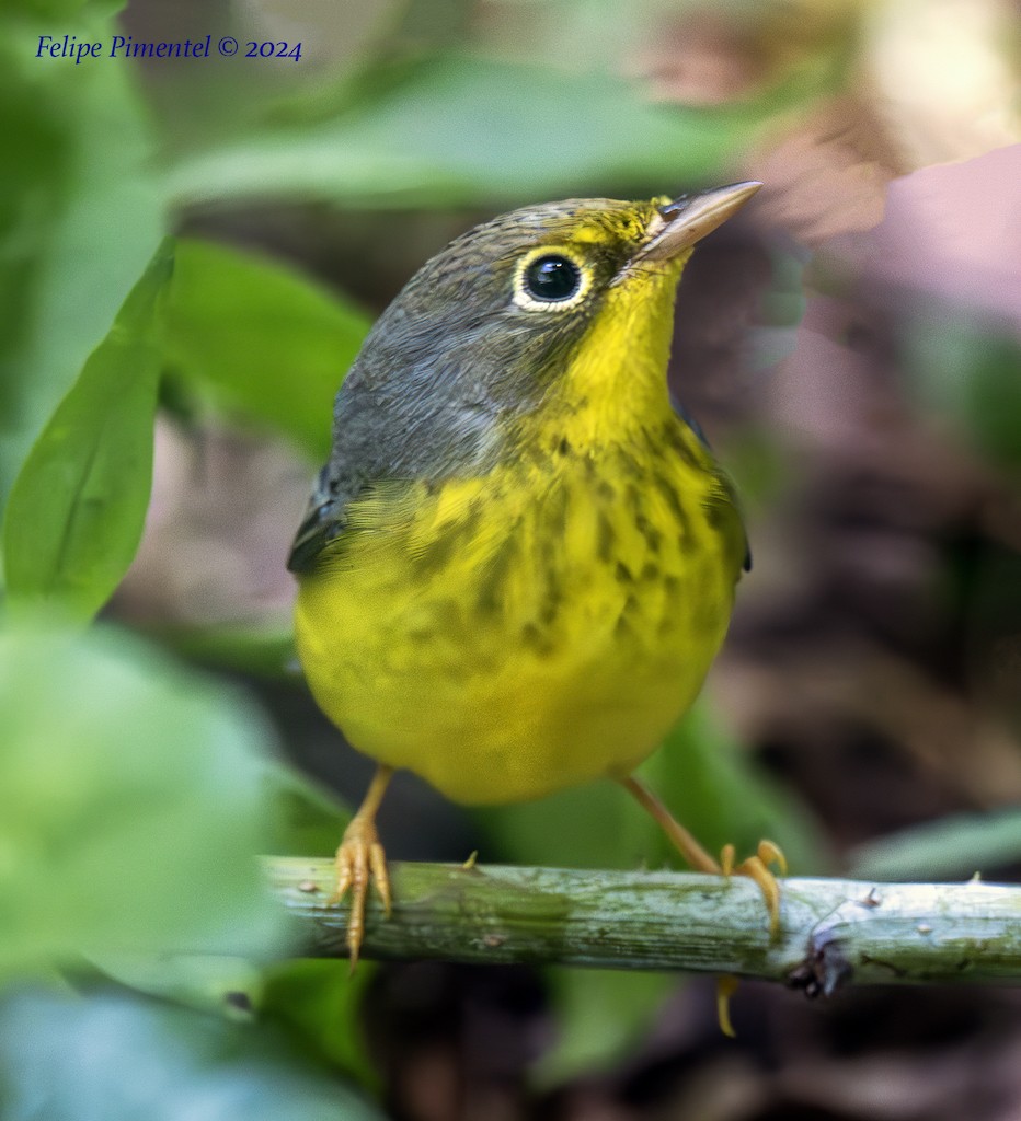 Canada Warbler - ML622786914