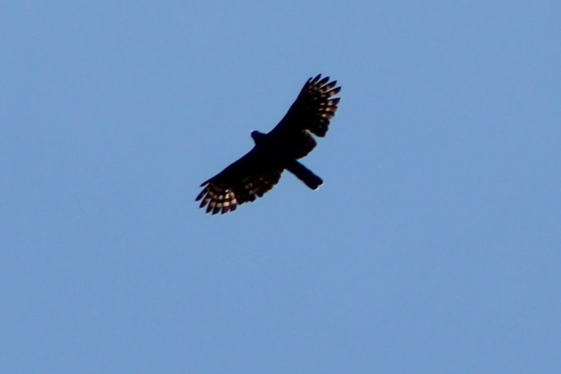 Black Hawk-Eagle - Tommy DeBardeleben