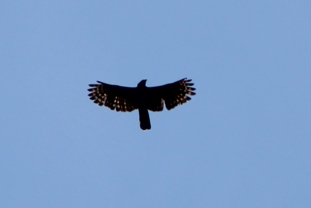 Black Hawk-Eagle - Tommy DeBardeleben