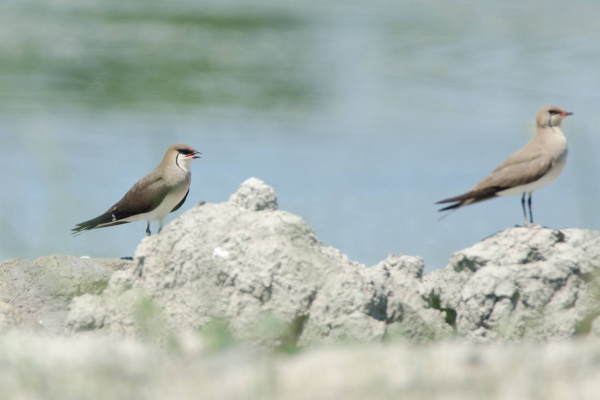 Pernice di mare orientale - ML622786979