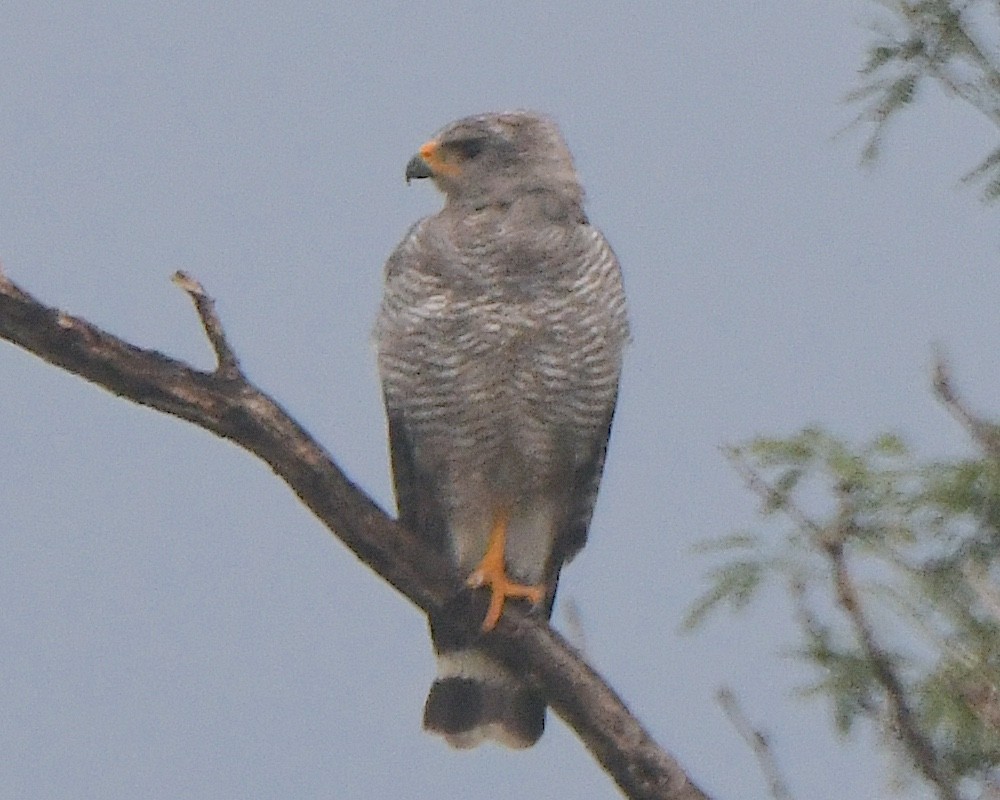 Gray Hawk - ML622786998