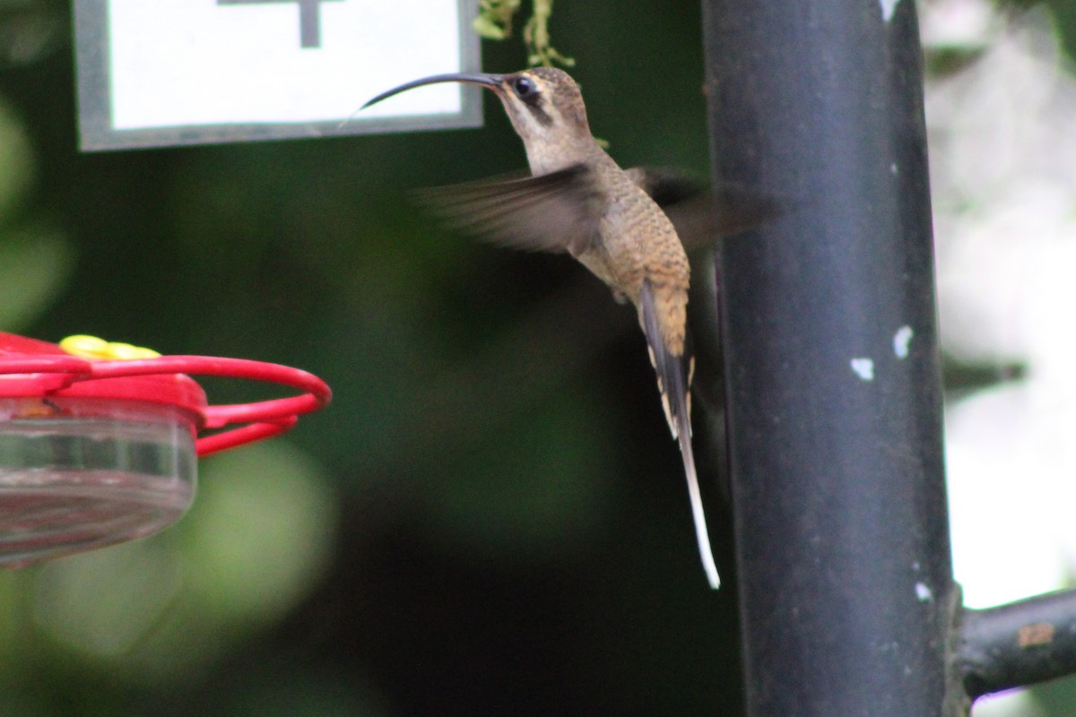 Long-billed Hermit (Central American) - ML622787001