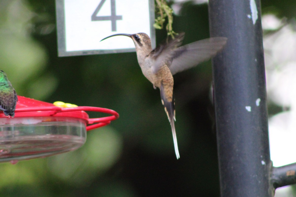 Long-billed Hermit (Central American) - ML622787002