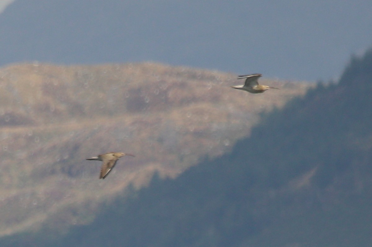 Eurasian Curlew - ML622787011