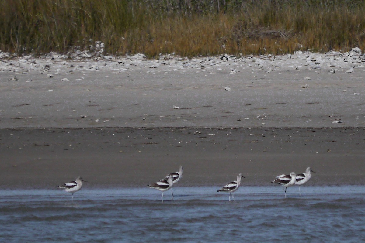 Avocette d'Amérique - ML622787039