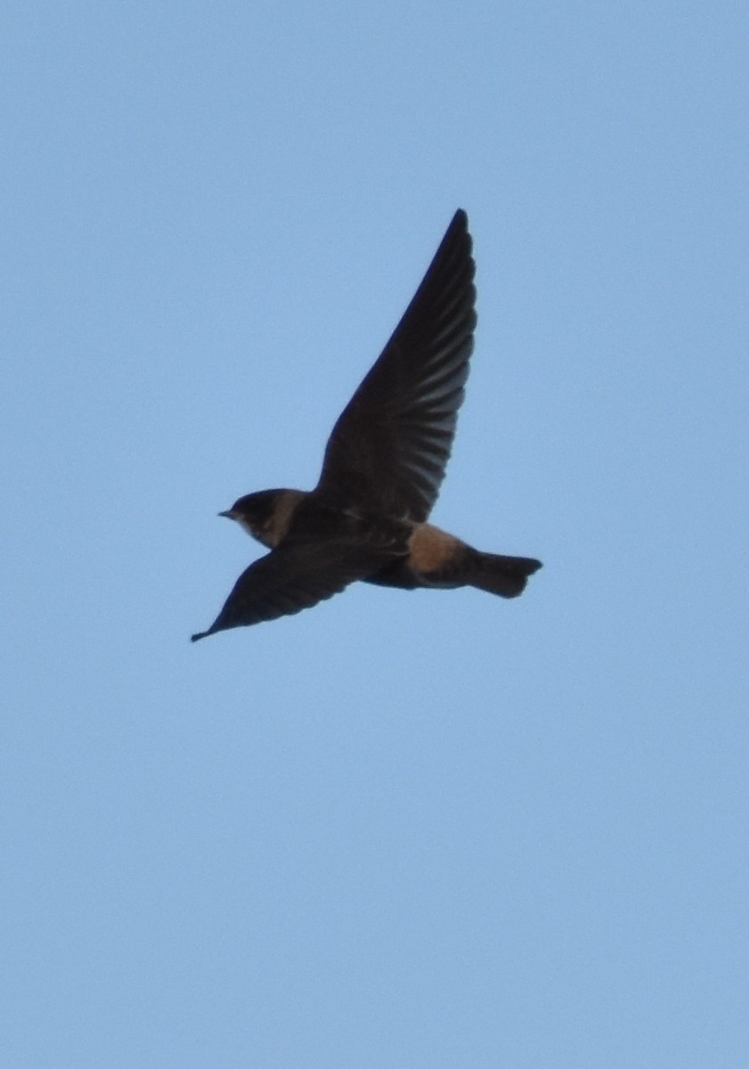 Cliff Swallow - Carl Adams