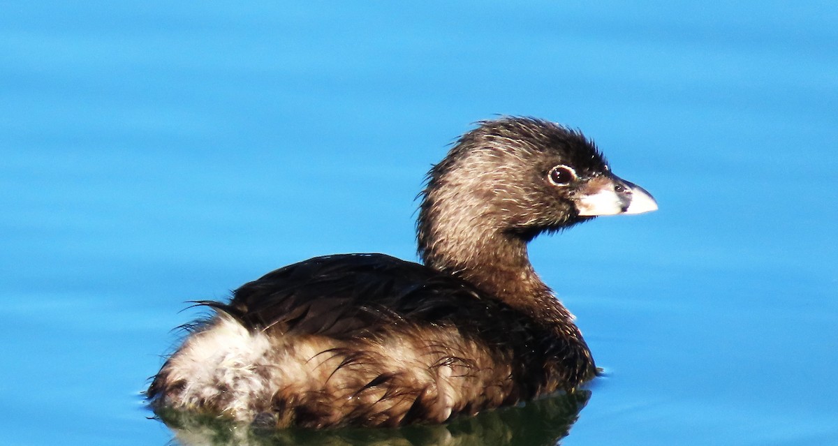 Pied-billed Grebe - Maggie Smith