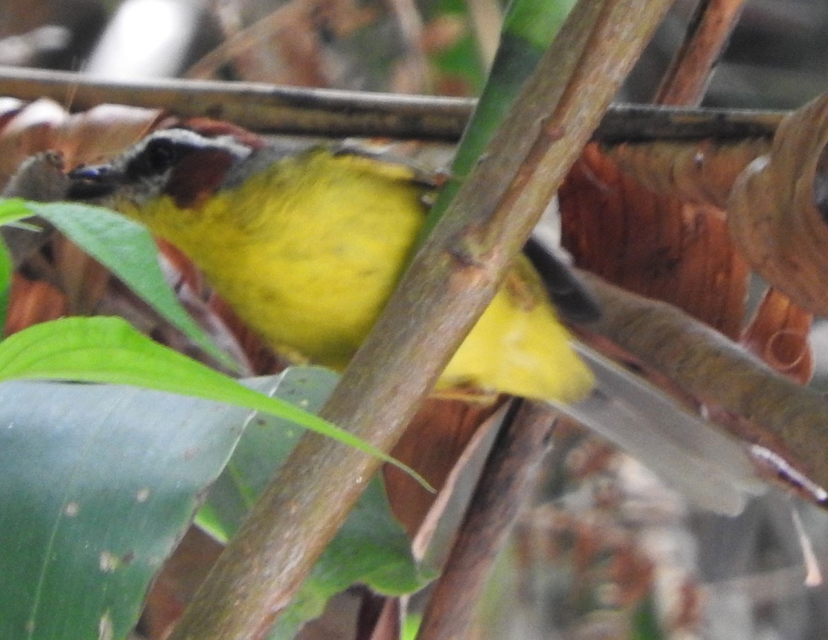 Chestnut-capped Warbler - ML622787052