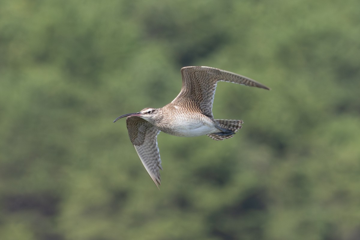 Regenbrachvogel (hudsonicus) - ML622787061