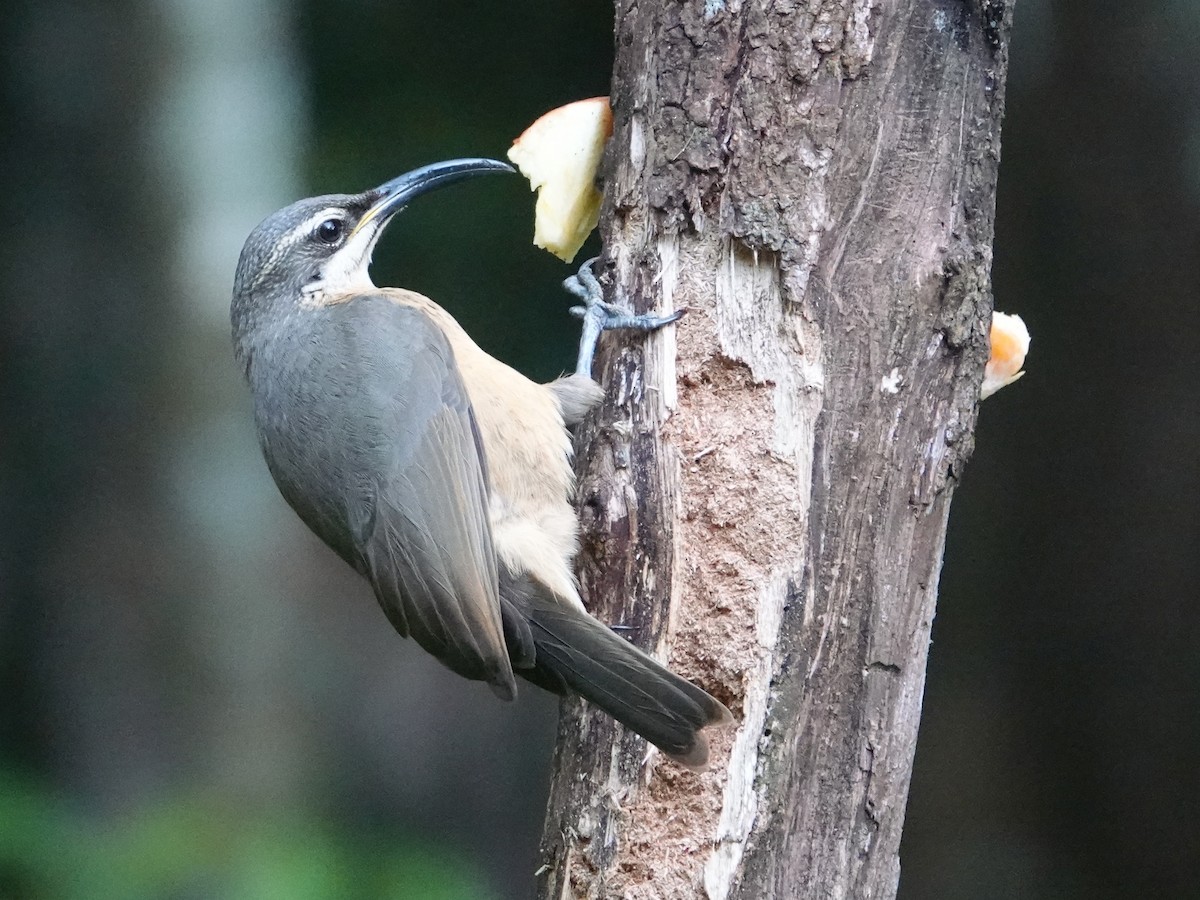 Victoria's Riflebird - Peter Yendle