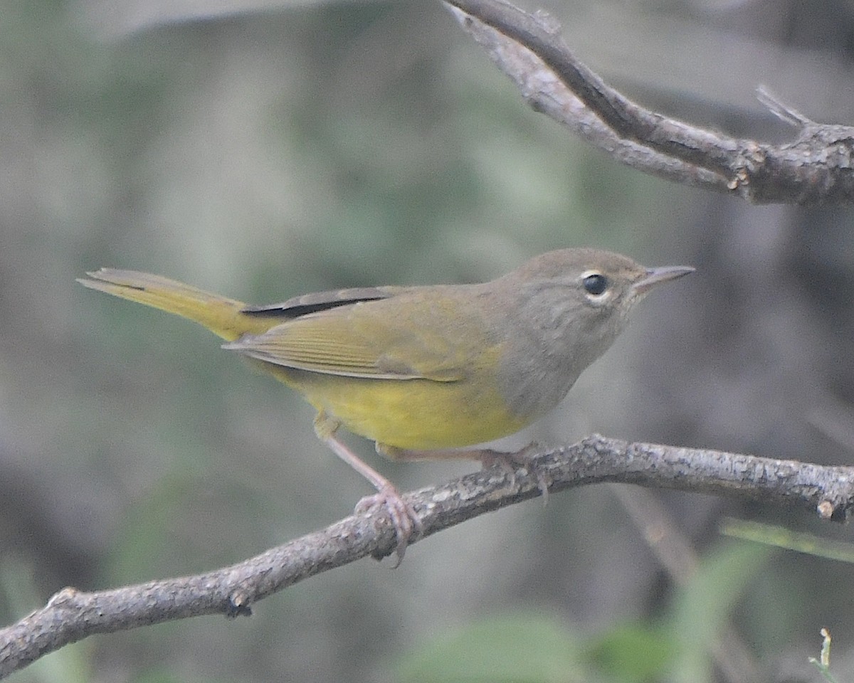 MacGillivray's Warbler - ML622787107