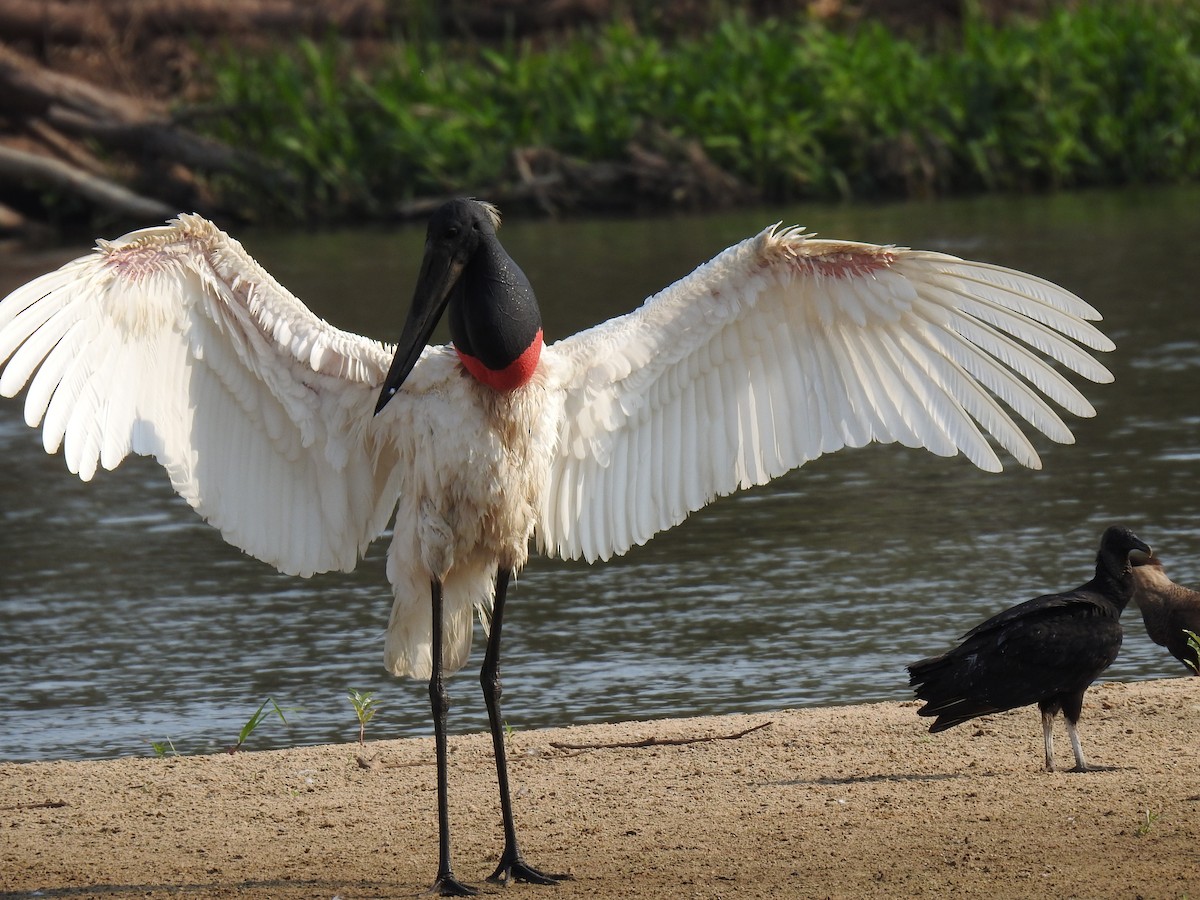 Jabiru - Justin Harris