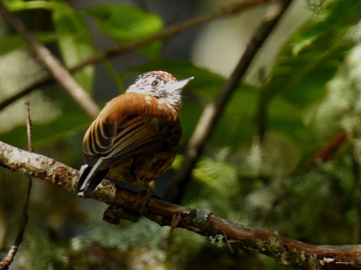 Mottled Piculet - ML622787119