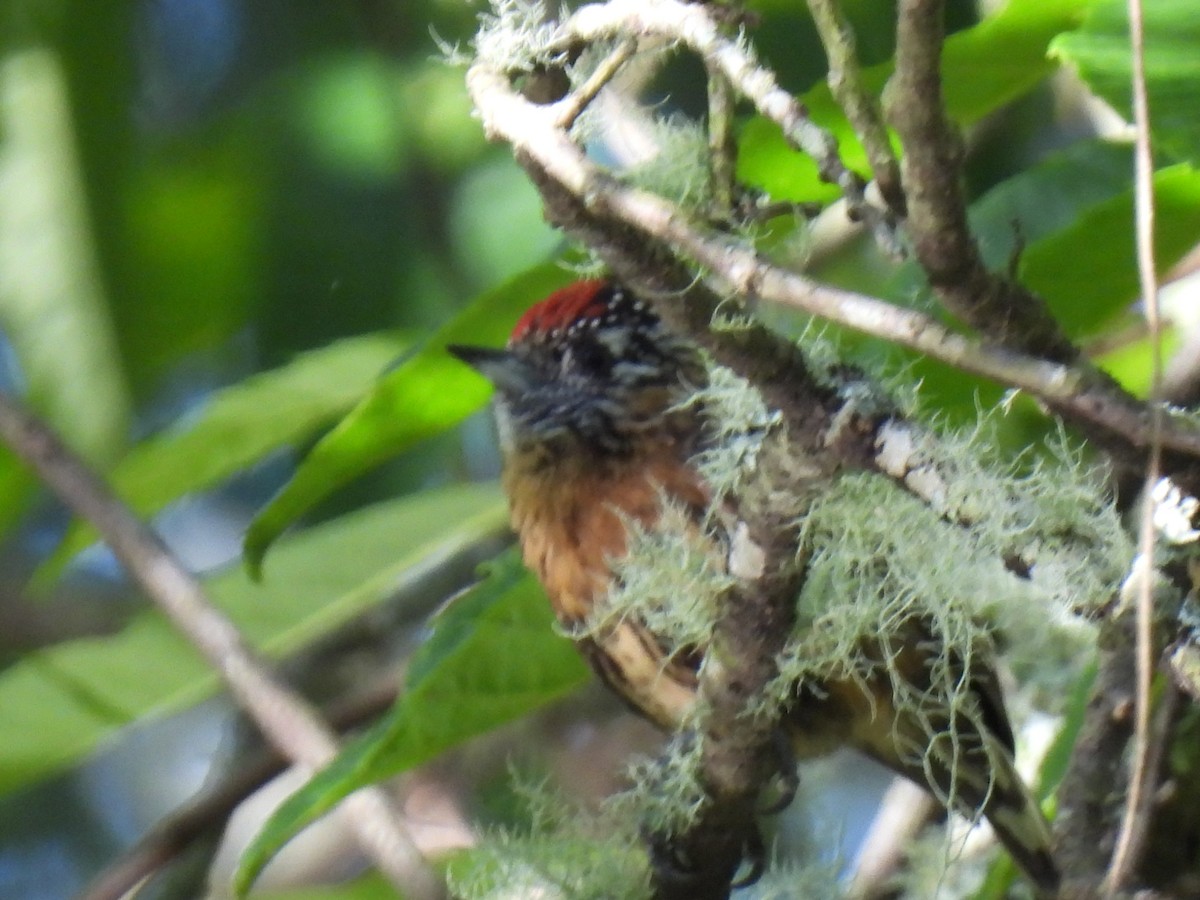 Mottled Piculet - ML622787120