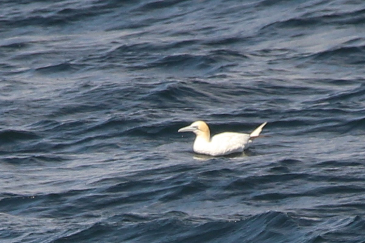 Northern Gannet - ML622787123