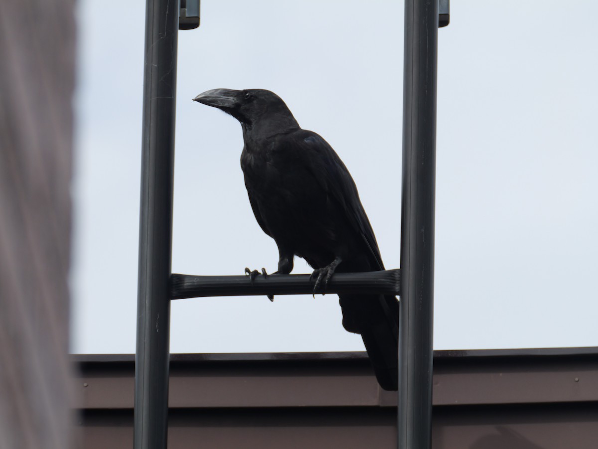 Large-billed Crow - としふみ しみず