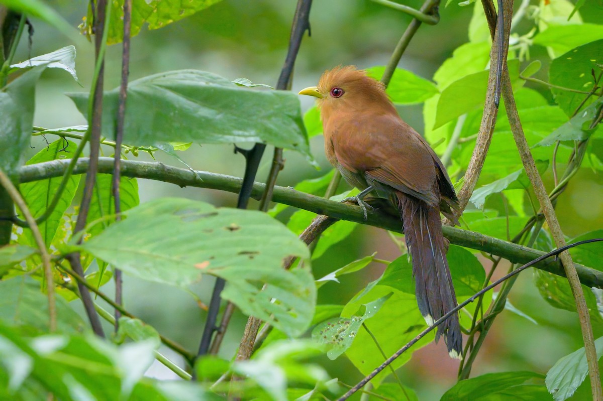 Squirrel Cuckoo - Sean Crockett