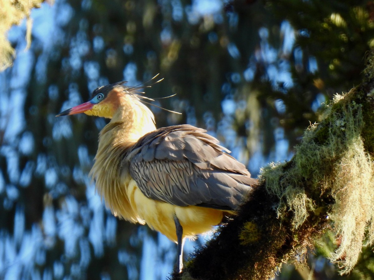 Whistling Heron - ML622787200