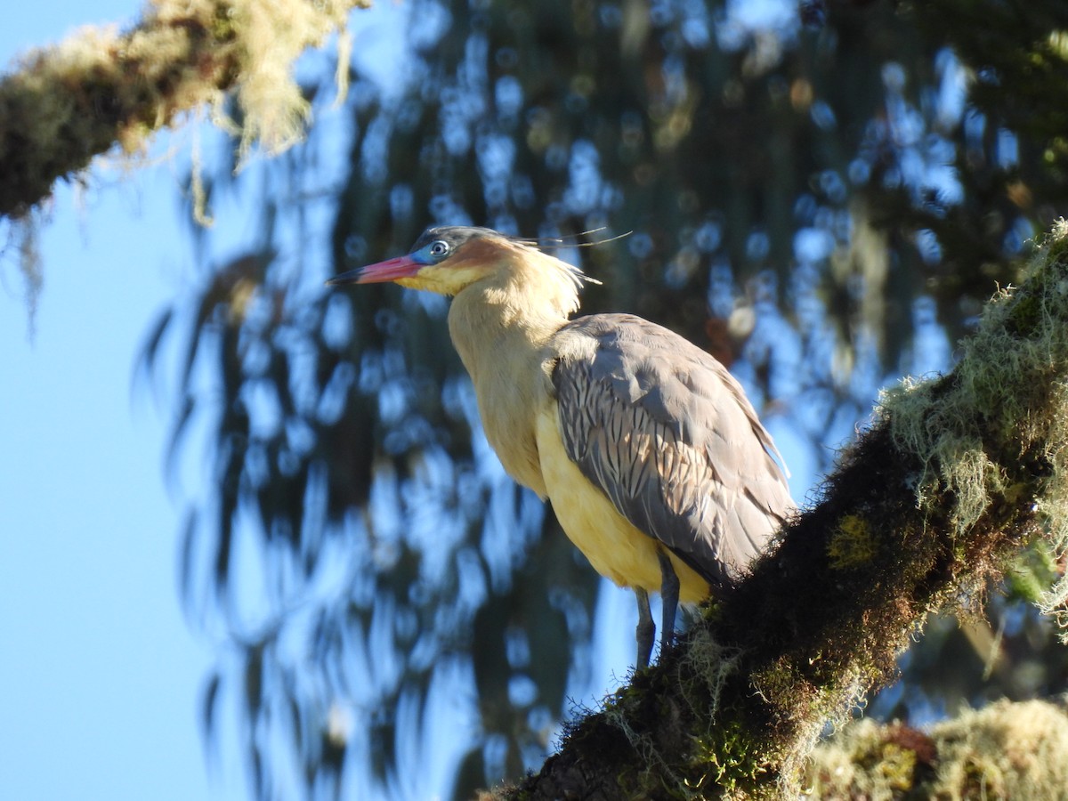 Whistling Heron - ML622787201