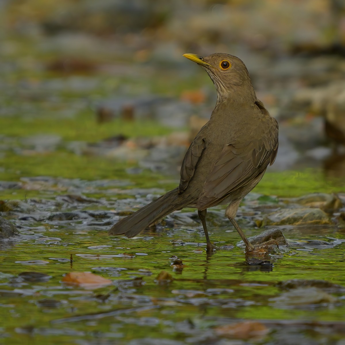 Ecuadorian Thrush - ML622787255