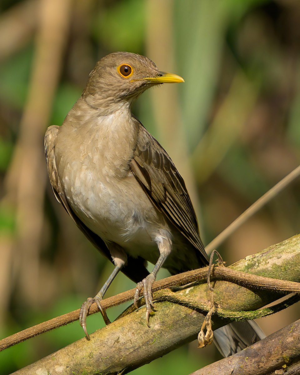 Ecuadorian Thrush - ML622787256