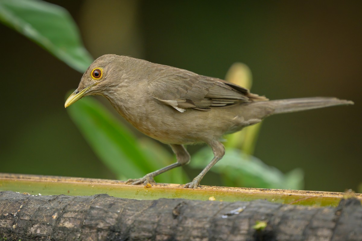 Ecuadorian Thrush - ML622787264