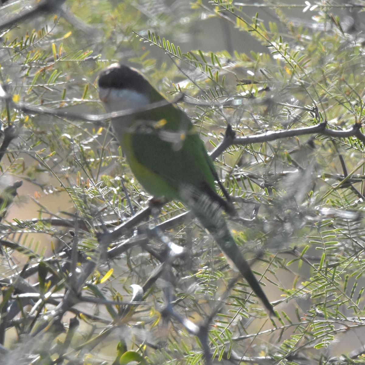 Gray-hooded Parakeet - ML622787274