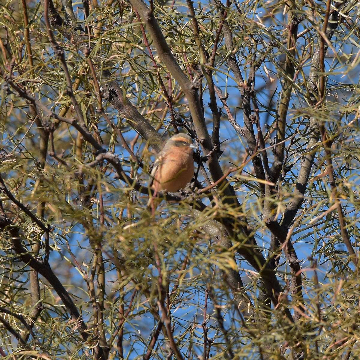 Cinnamon Warbling Finch - ML622787293