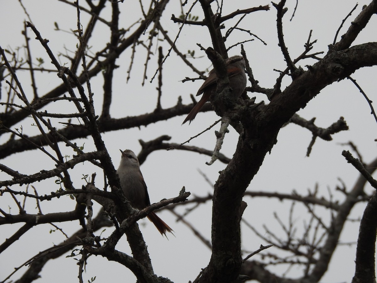 Stripe-crowned Spinetail - ML622787317