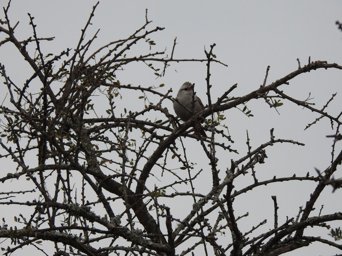 Stripe-crowned Spinetail - ML622787318