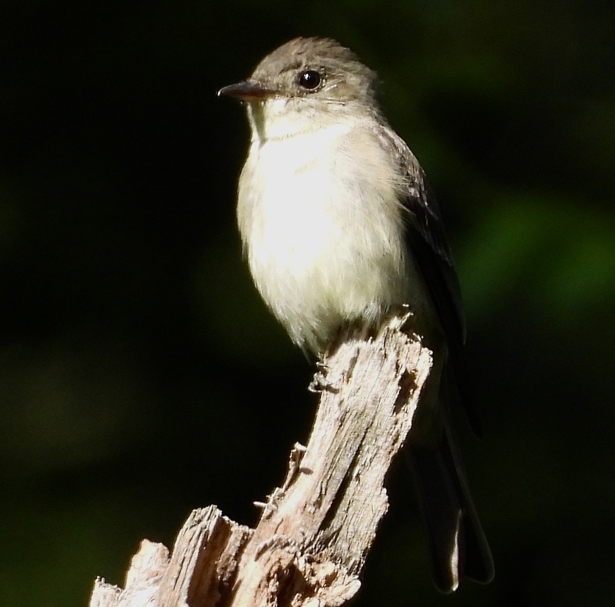 Eastern Wood-Pewee - Stella Miller