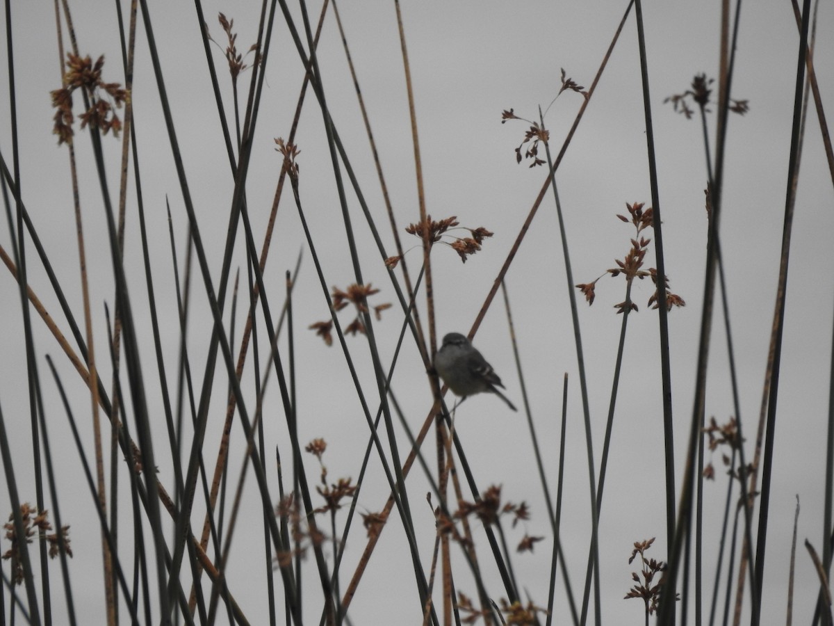 Sooty Tyrannulet - ML622787429