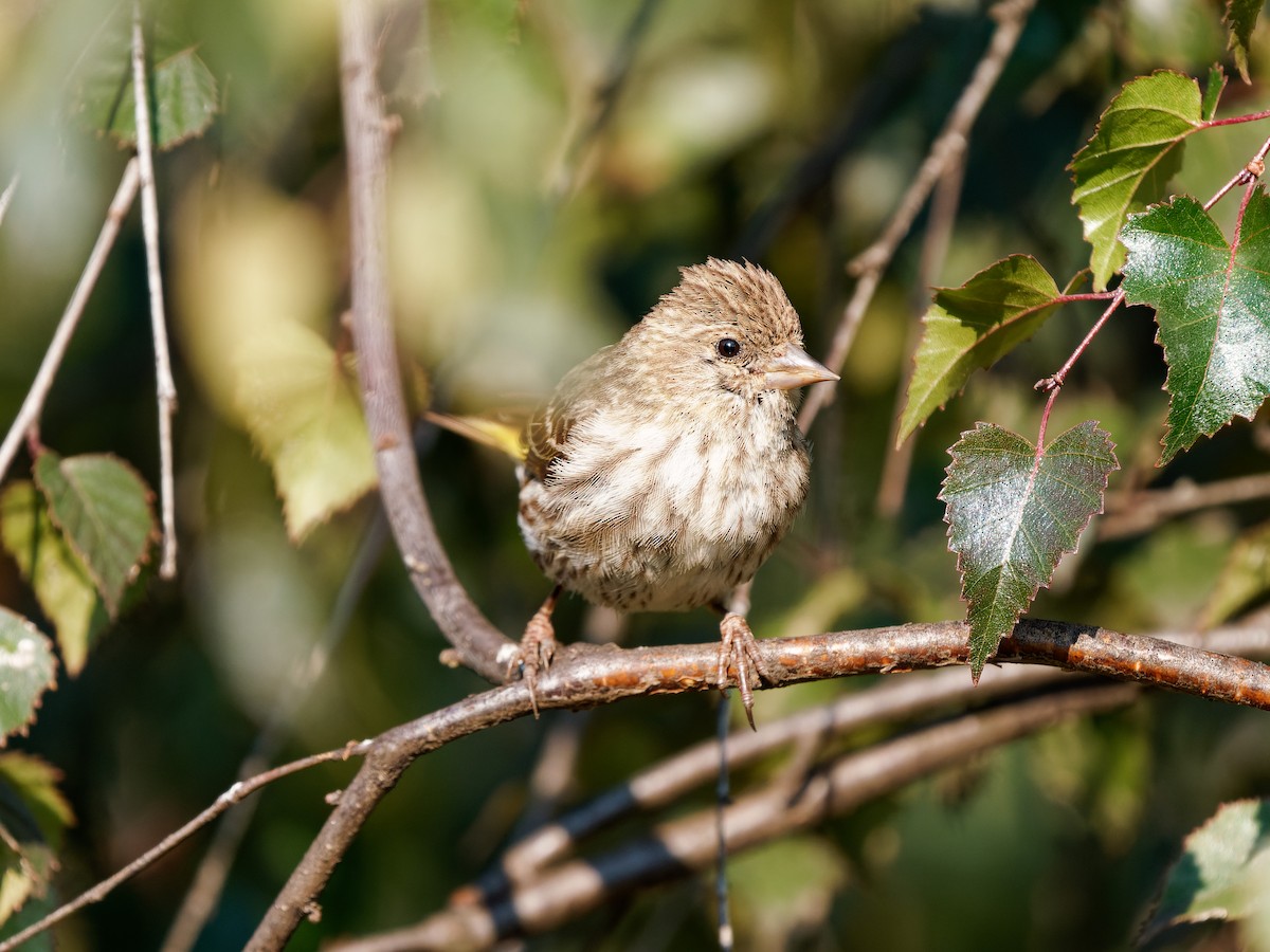 Pine Siskin - ML622787474