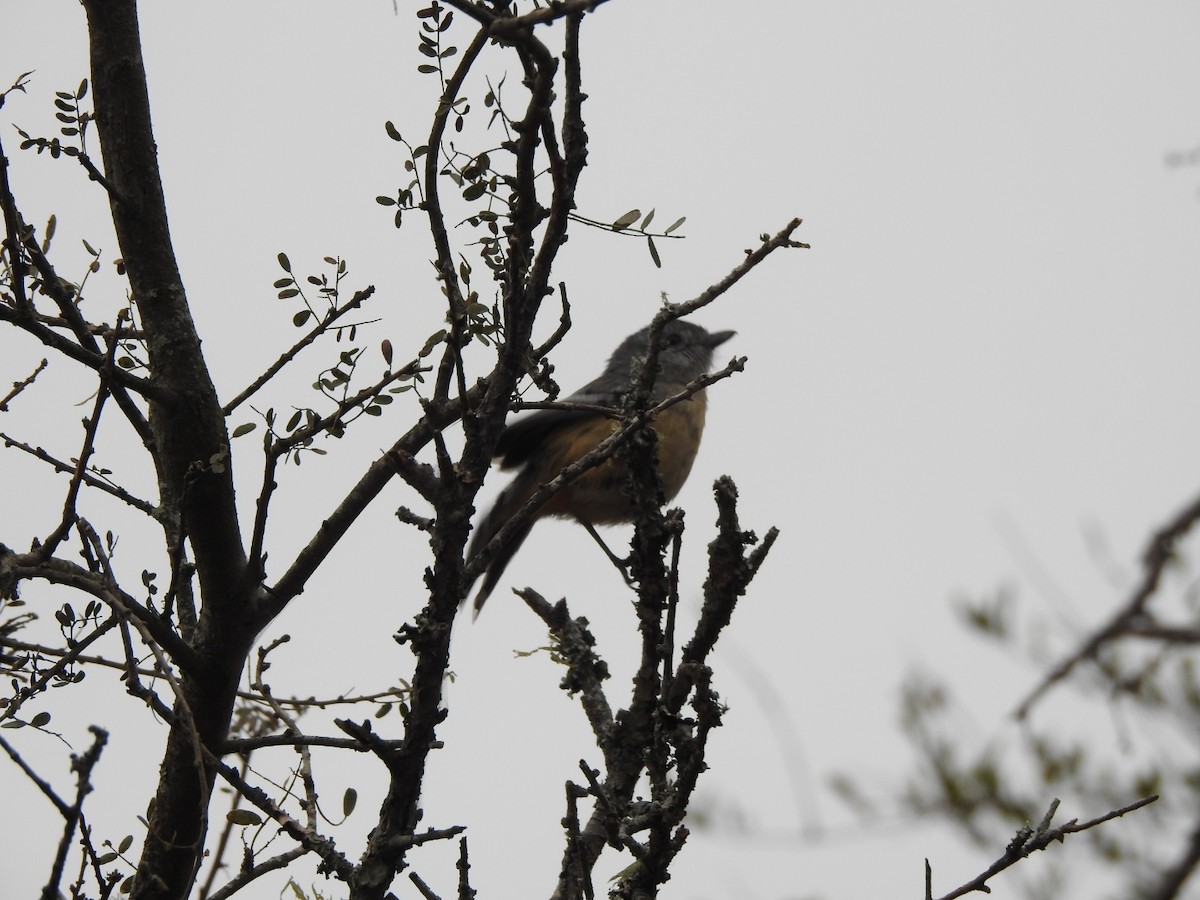 Variable Antshrike - ML622787535