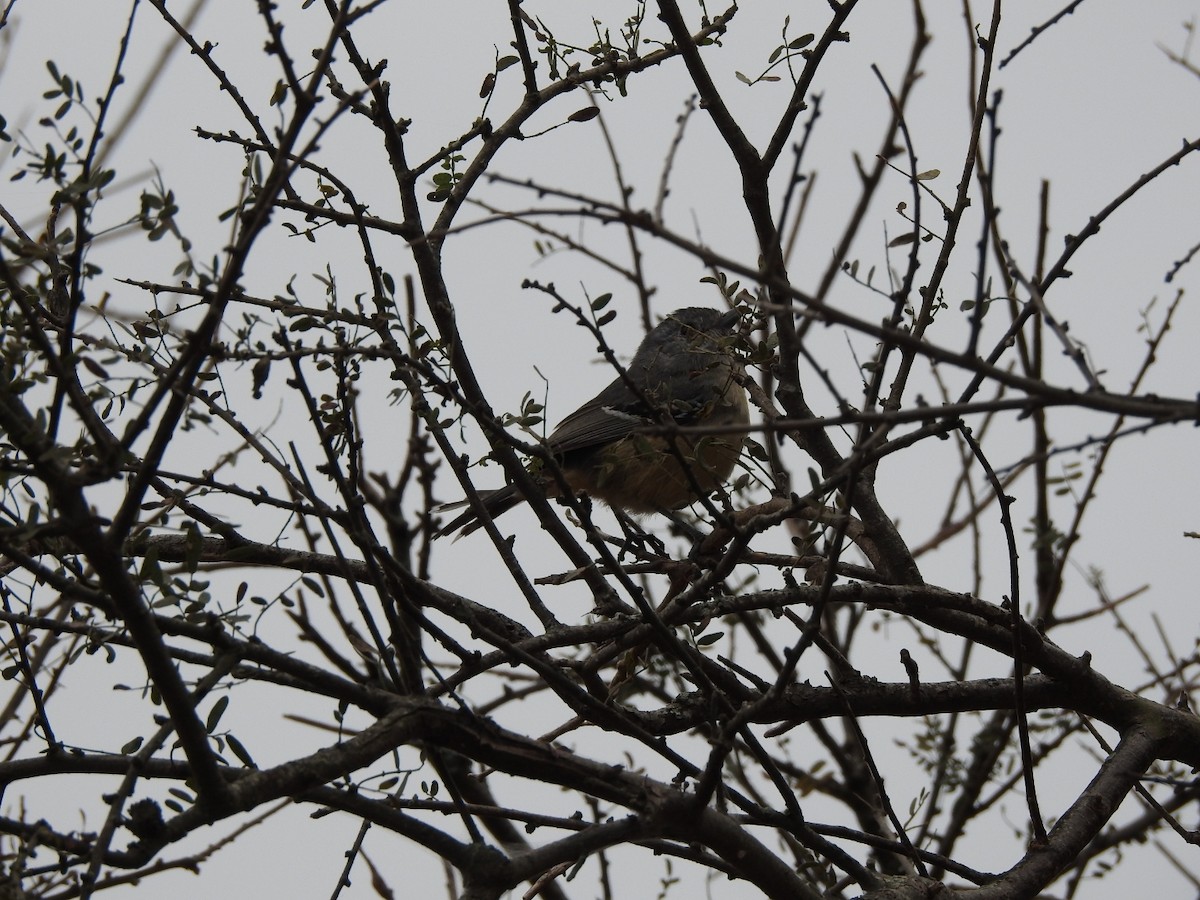 Variable Antshrike - ML622787536