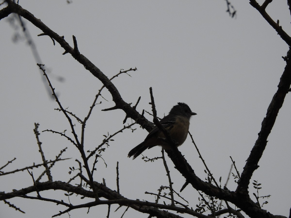 Variable Antshrike - ML622787537