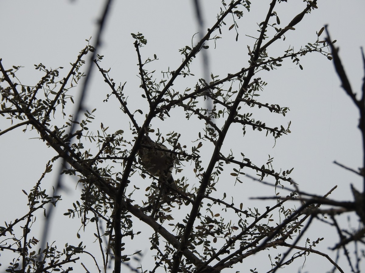 Variable Antshrike - ML622787538