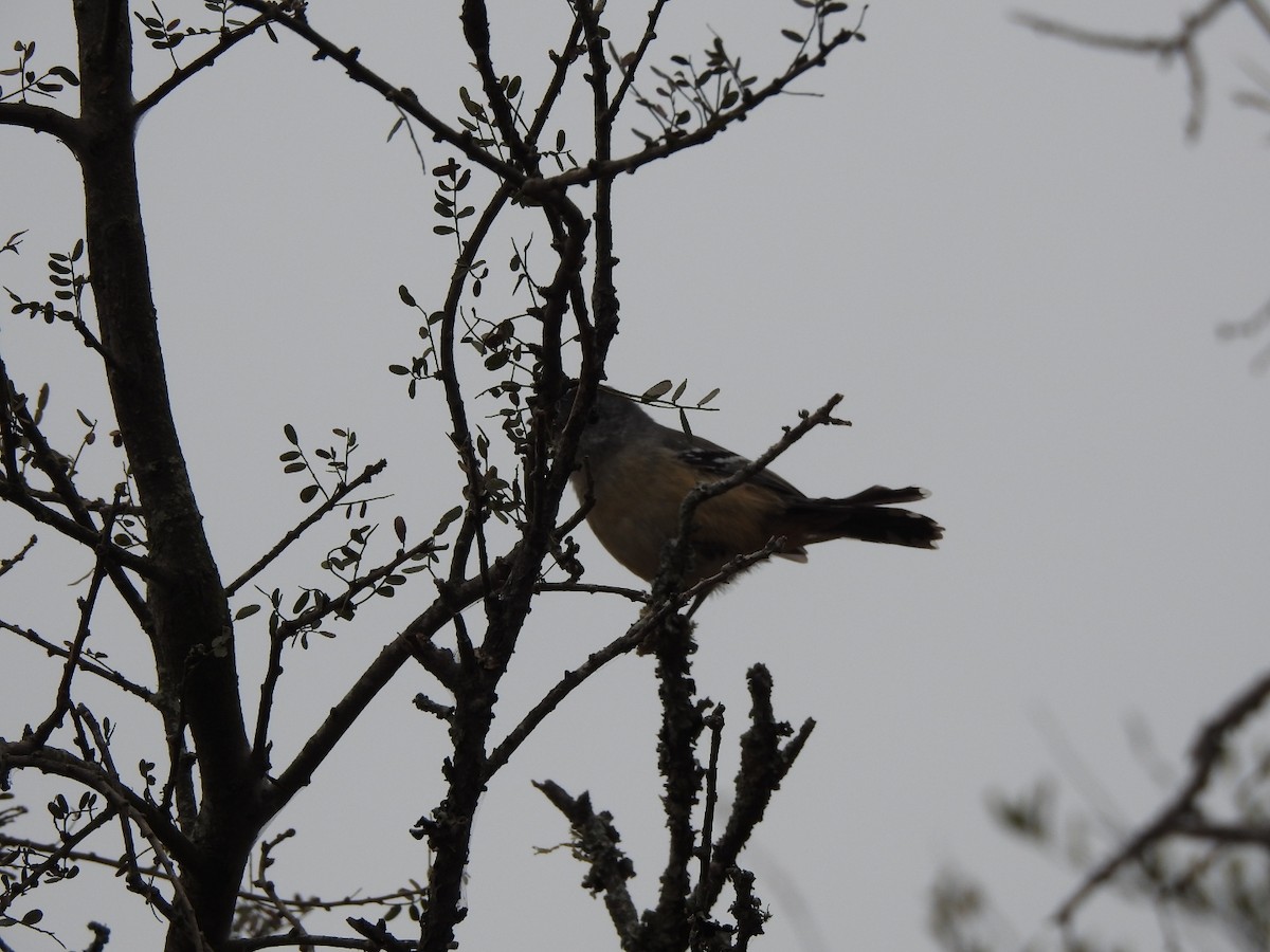 Variable Antshrike - ML622787539