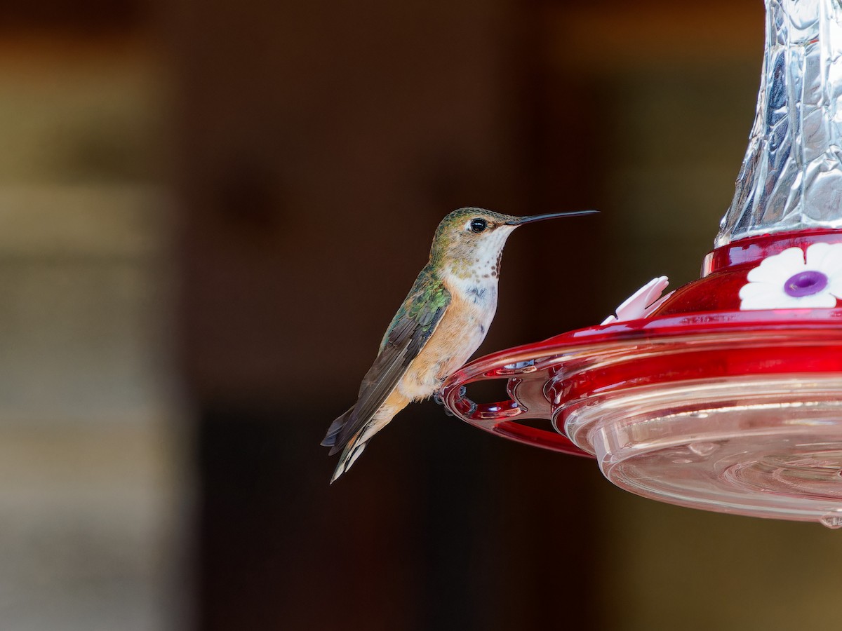 Rufous Hummingbird - ML622787568