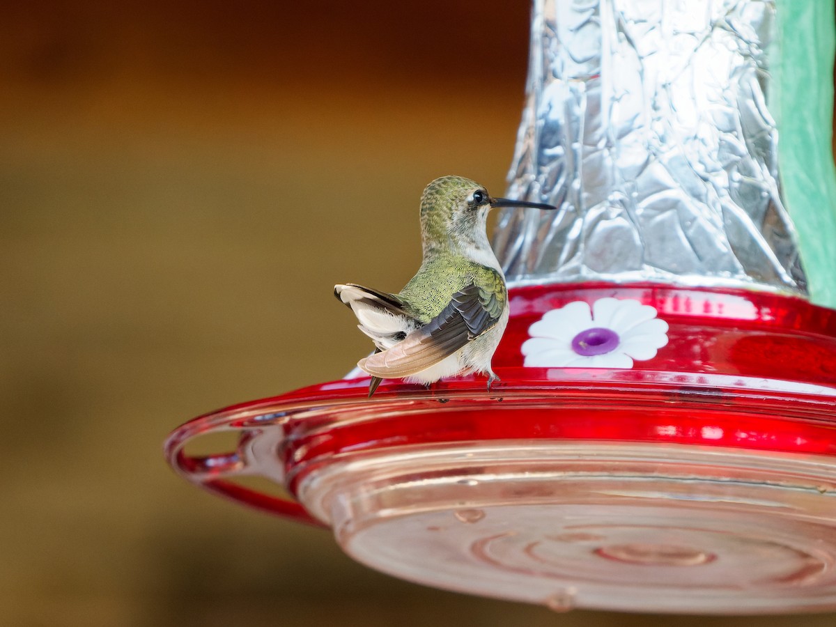 Black-chinned Hummingbird - ML622787573