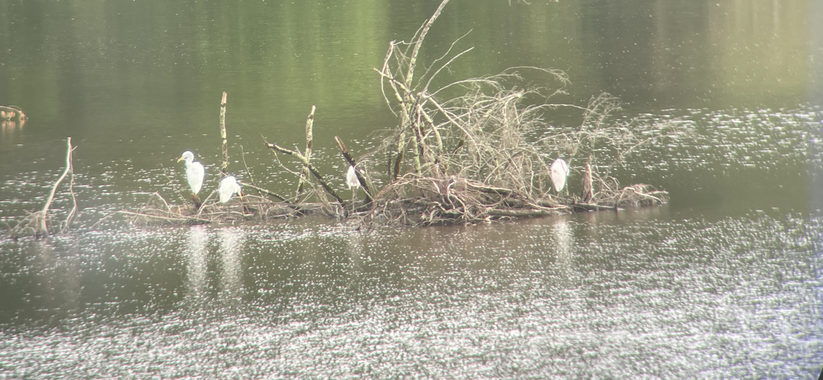 Great Egret - ML622787579