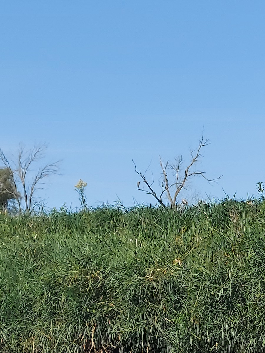 Great Blue Heron - ML622787737