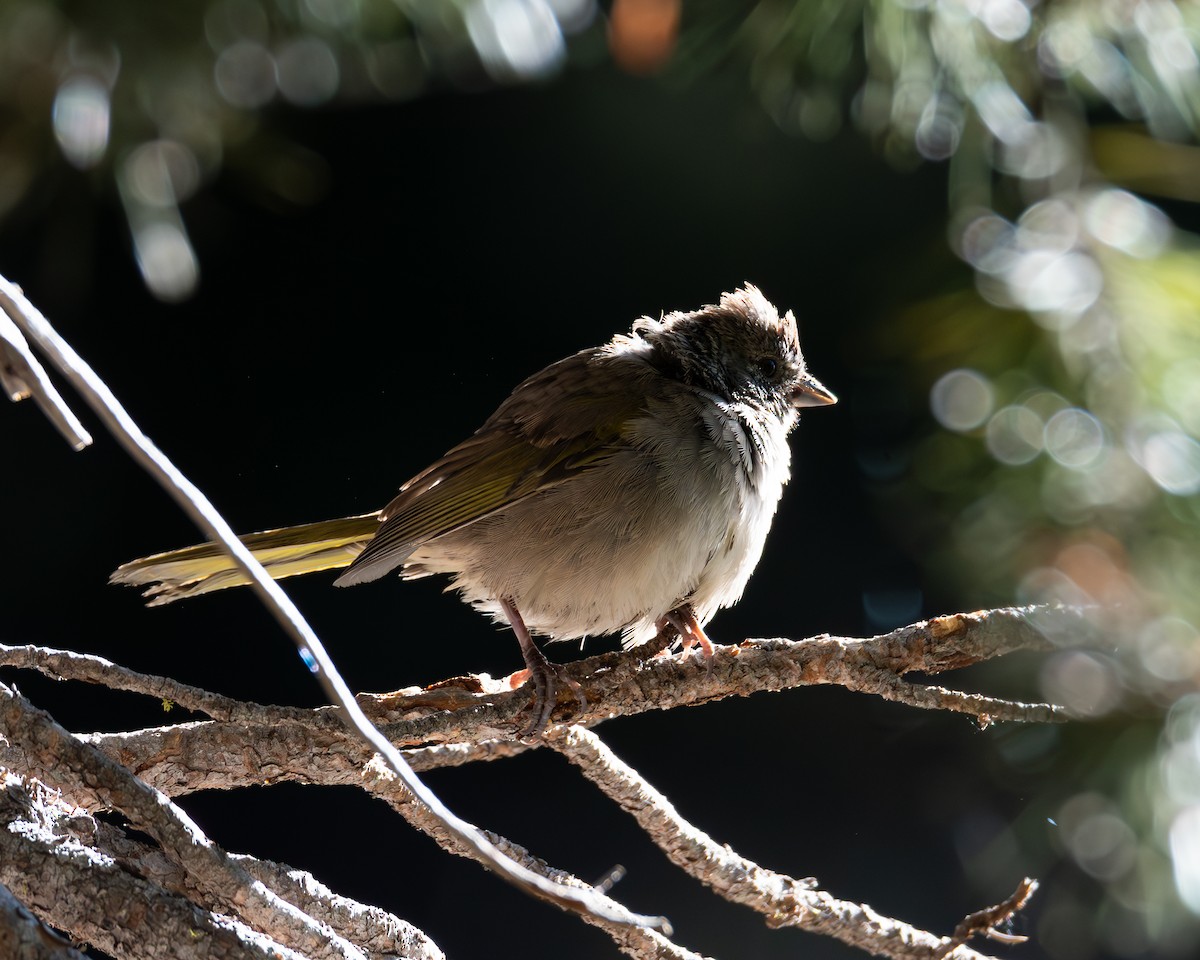 Green-tailed Towhee - Julian Johnson