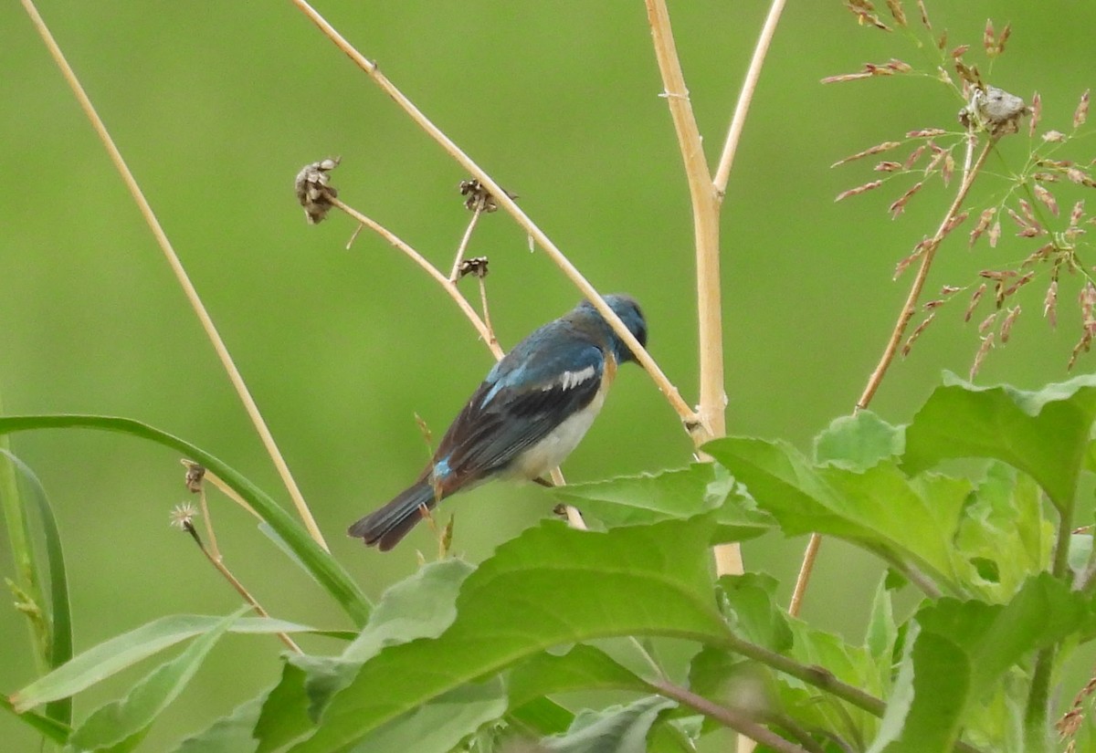 Lazuli Bunting - Julie Furgason