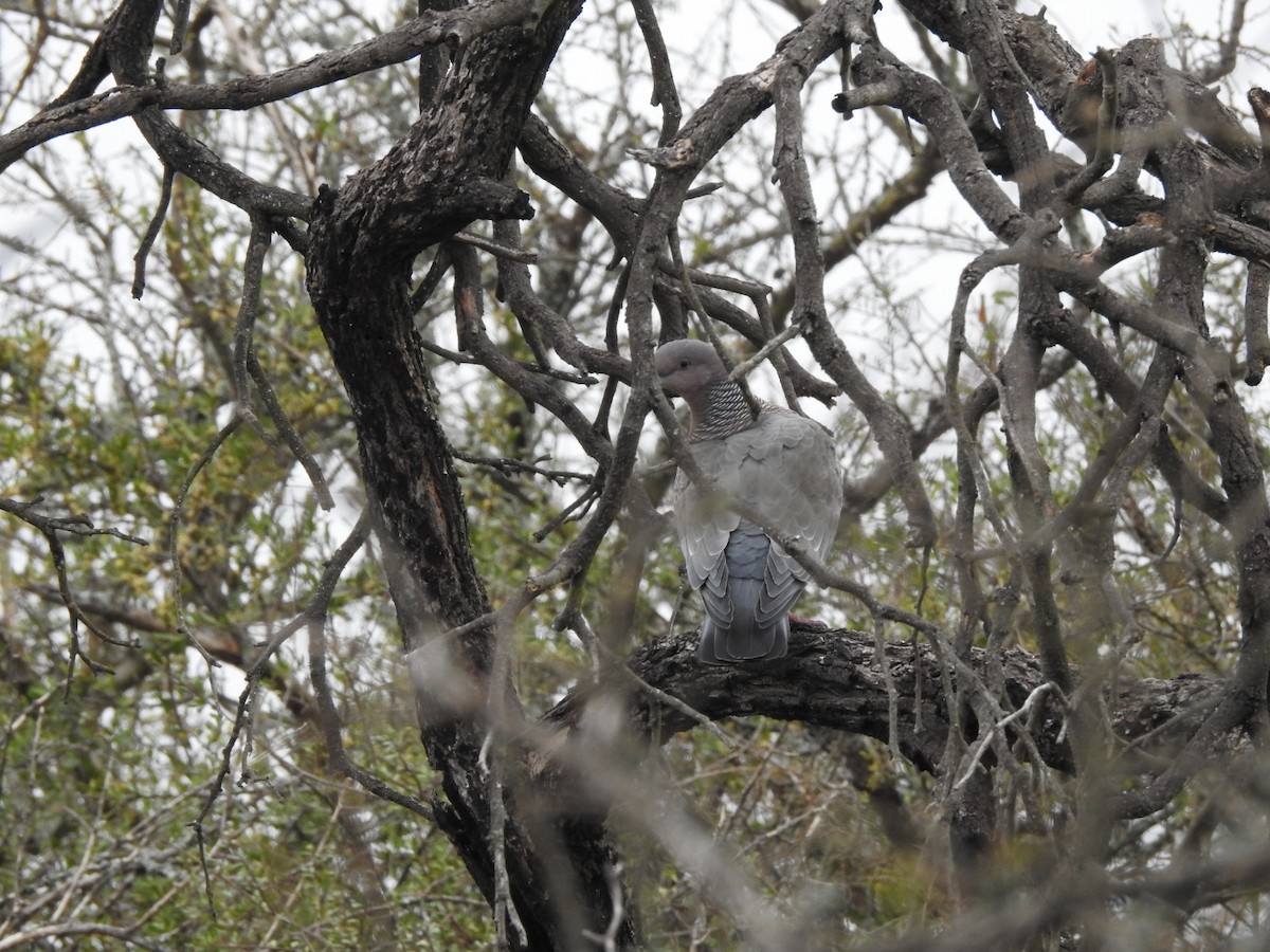 Picazuro Pigeon - ML622787765