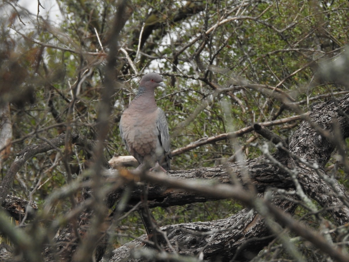 Picazuro Pigeon - ML622787766