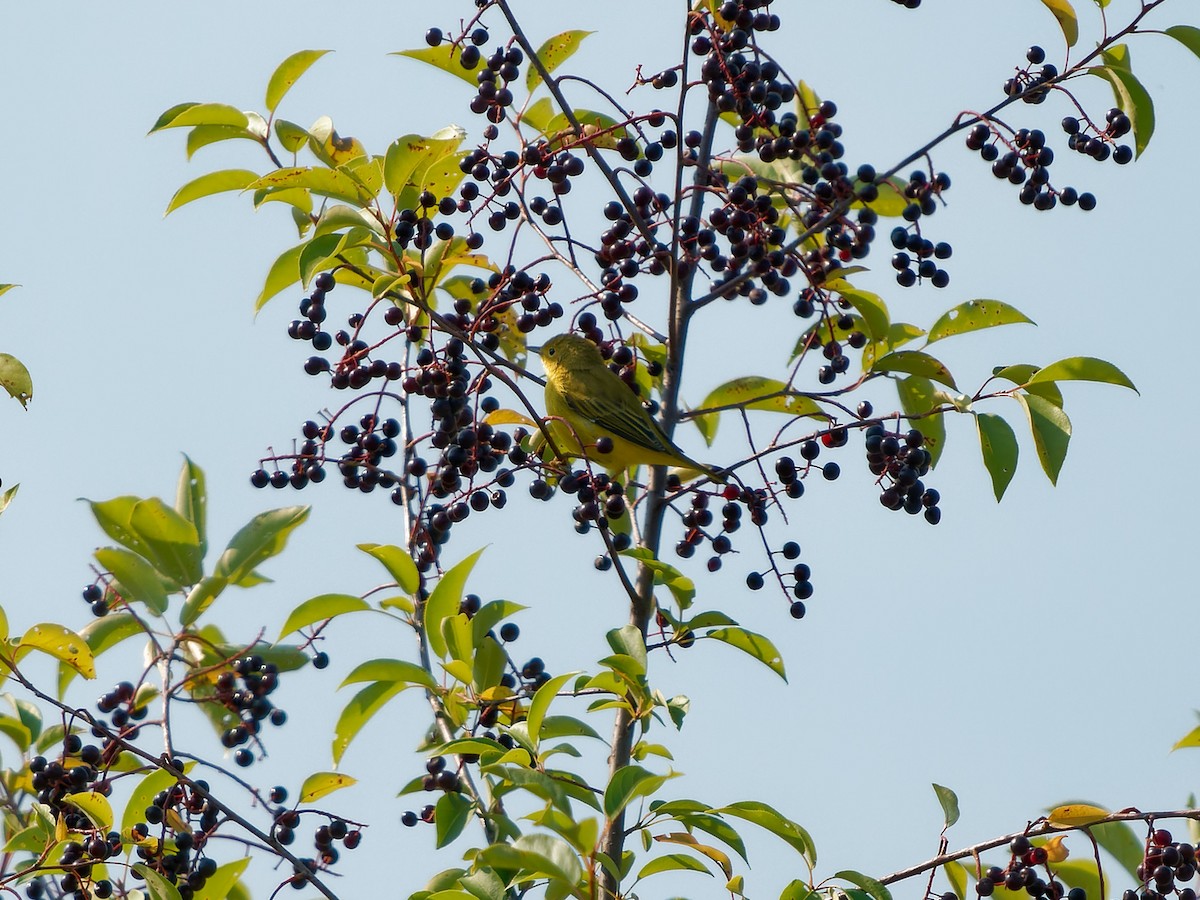 Yellow Warbler - ML622787780